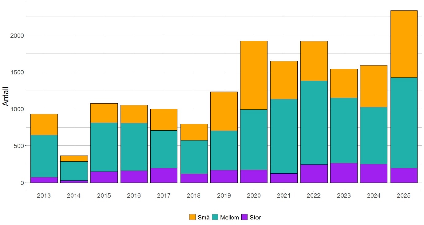 Figur 9 Kjønnsfordeling av sjøørret fra 2013 til 2025.