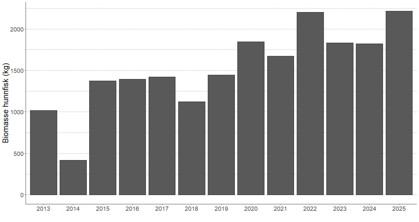 Figur 11 Biomassen av hunner (totalt kilo) av sjøørret fra 2013 til 2025.