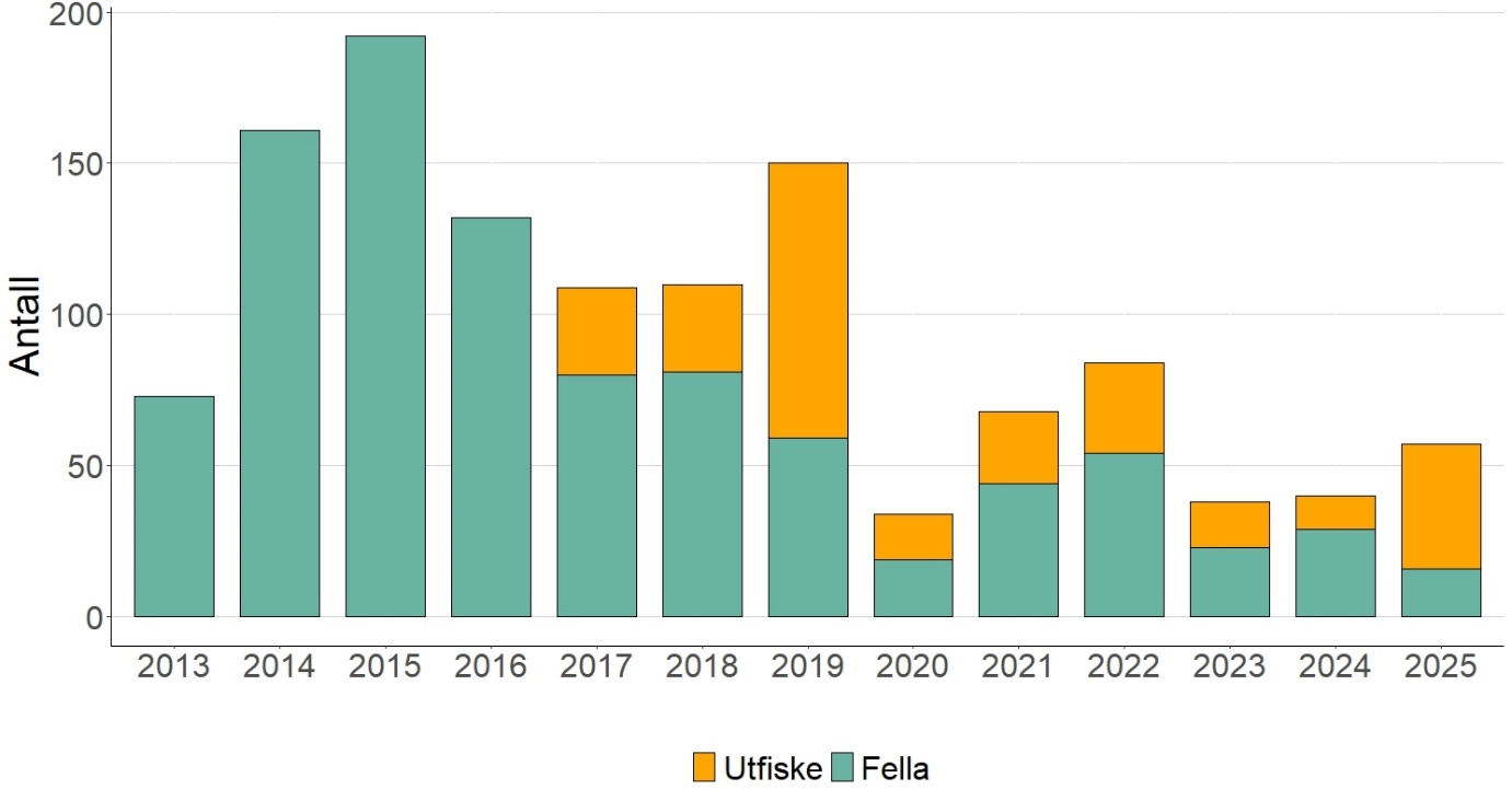 Figur 5 Antall oppdrettslaks tatt ut av elven siden 2013. Merk at fra 2013 – 2016 ble oppdrettslaks tatt ut under høstfiske registrert sammen med oppdrettslaks tatt ut ved fellen.
