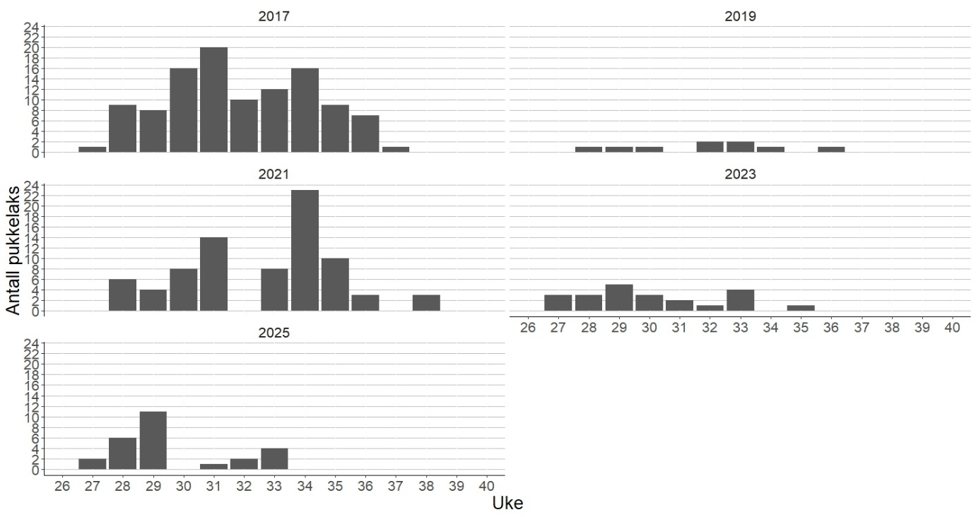 Figur 14 Ukentlig antall pukkelaks registrert i Etnefellen i årene 2017, 2019, 2021,2023 og 2025.