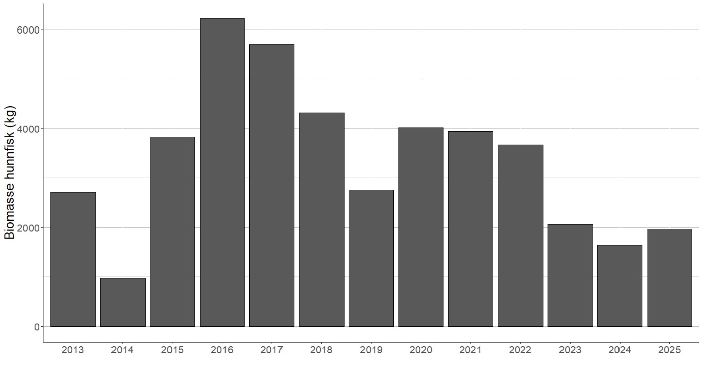 Figur 1 0 Biomassen av hunner uten korrigering for fangsteffektivitet, uttak i sportsfisket og duplikate individer (totalt kilo hunnlaks) av villaks fra 2013 til 2025.