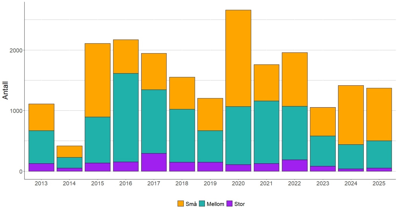 Figur 6 Størrelsesfordeling av villaks fra 2013 til 2025. Smålaks ≤ 3 kg, mellomlaks 3-7 kg, og storlaks > 7 kg.