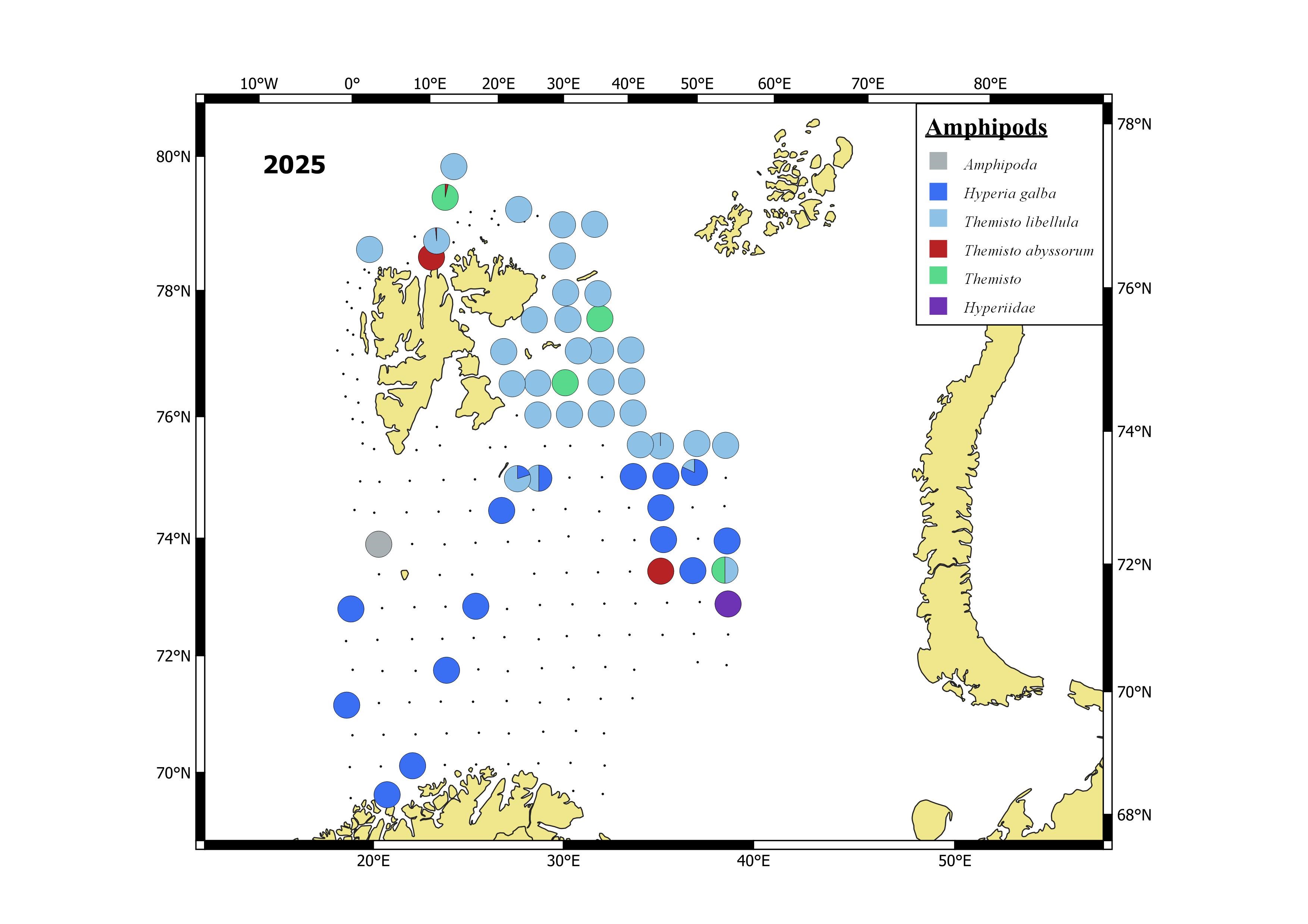 Figure 5.3.2.2. Distribution of pelagic amphipod species, based on pelagic trawl catches covering 0-60 m, in the Barents Sea in August-October 2025.