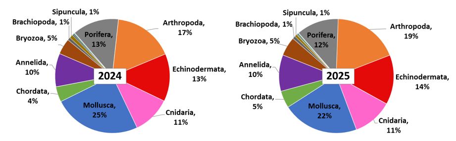 Figure 11.1.1.  Percentage distribution of megabenthic taxa among phyla in the Barents Sea, August–October 2024 and 2025. Groups representing less than 1% of total taxa are not shown.