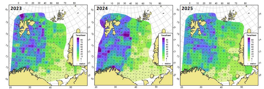 Figure 11.1.2 The number of megabenthic taxa per trawl-catch in the Barents Sea in the periods August-October 2023, 2024 and 2025