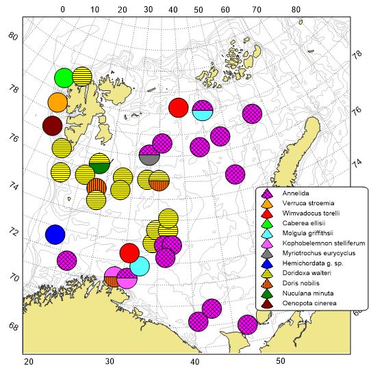 Figure 11.1.3 Occurrence sites of megabenthic species identified for the first time in 2025 in the Barents Sea and adjacent waters since the start of BESS in 2005.