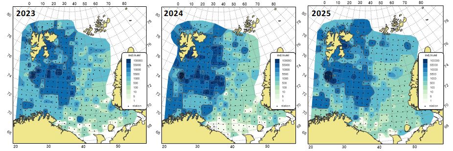 Figure 11.2.1. Abundance (ind./n.ml) of megabenthos (excluding Pandalus borealis) in the Barents Sea in August-October 2023, 2024 and 2025.