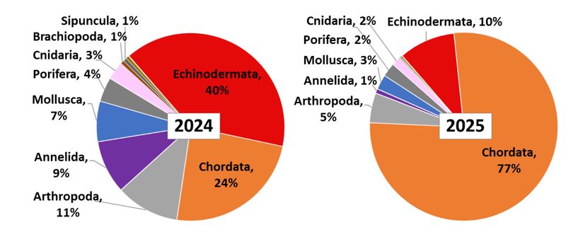 Figure 11.2.2. The distribution of abundance (excluding Pandalus borealis) across the main megabenthic groups (%) in the Barents Sea, August–October 2024 and 2025. Groups with numbers of individuals less than 1% of the total are not shown in the diagrams.
