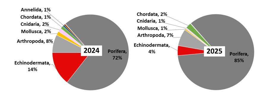 Figure 11.3.1. The distribution of biomass (excluding Pandalus borealis) across the main megabenthic groups (%) in the Barents Sea, August–October 2024 and 2025. Groups with biomass less than 1% of the total are not shown in the diagrams.