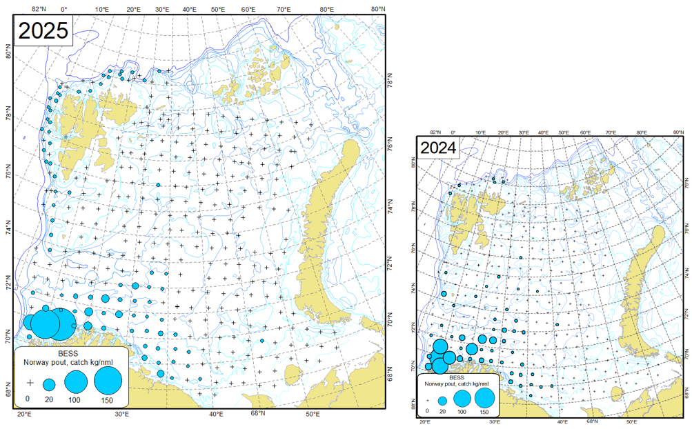 Figure 9.2.1. Distribution of Norway pout (Trisopterus esmarkii), August-October 2025 and August- October 2024.