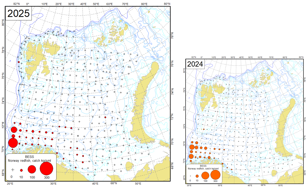 Figure 9.2.2. Distribution of Norway redfish (Sebastes viviparus), August-October 2025 and August- October 2024.