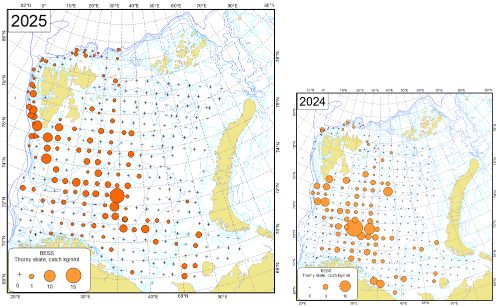 Figure 9.2.3. Distribution of thorny skate (Amblyraja radiata), August-October 2025 and August- October 2024.
