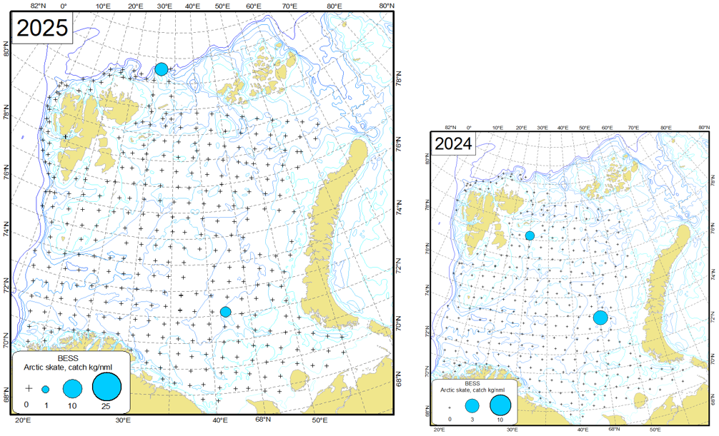 Figure 9.2.4. Distribution of Arctic skate (Amblyraja hyperborea), August-October 2025 and August- October 2024.