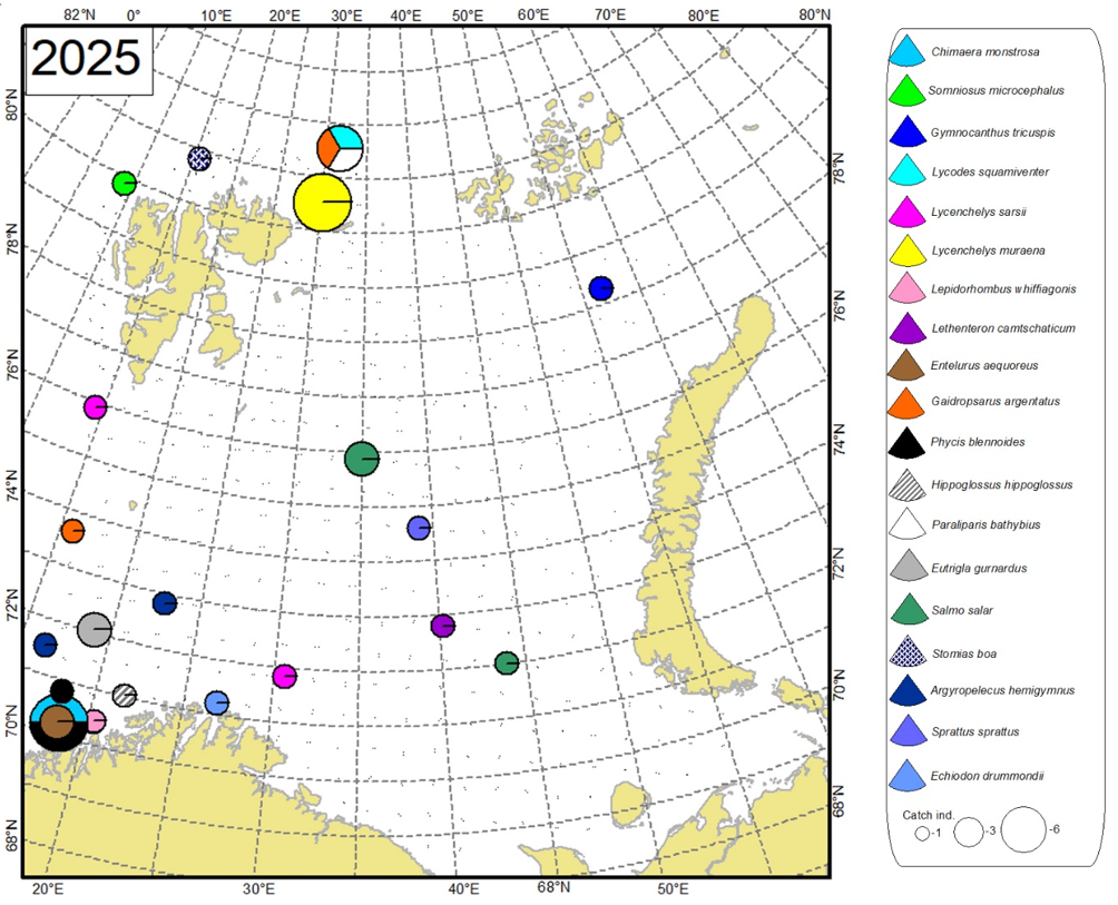 Figure 9.3.1. Distribution of rare and uncommon fish species in the Barents Sea in August-October 2025. The size of circles corresponds to total abundance (individuals per trawl station, both pelagic and bottom trawl stations were used, both pelagic and demersal species are included). 