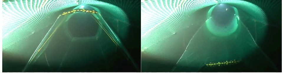 BIlder av ActSel under vann.