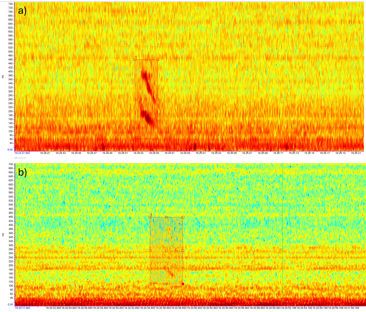 Figur som viser knølhval signal på hydrofon.  
