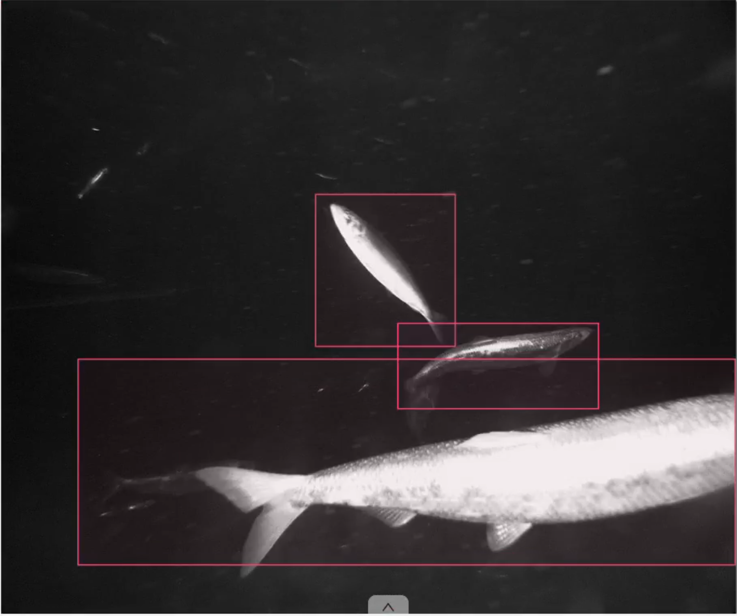 Bilde av fisk og automatisk detektering.