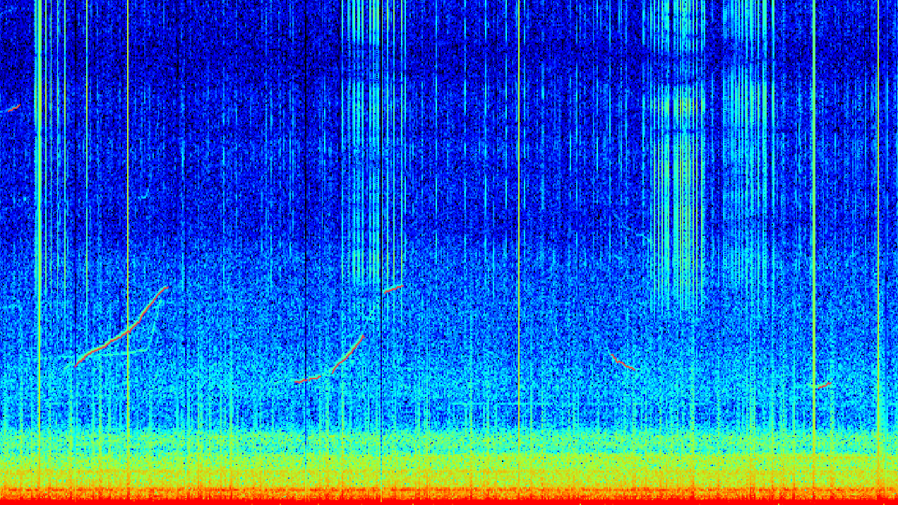 Figur som viser knølhval signal på hydrofon.  