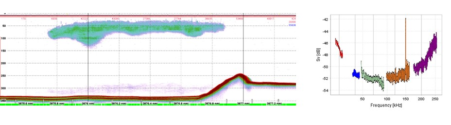 Ekkogram med sildestim.