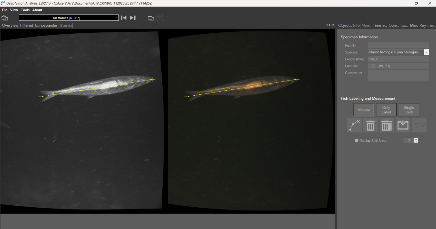 Bilde av lengdemåling av fisk på trålkamera.