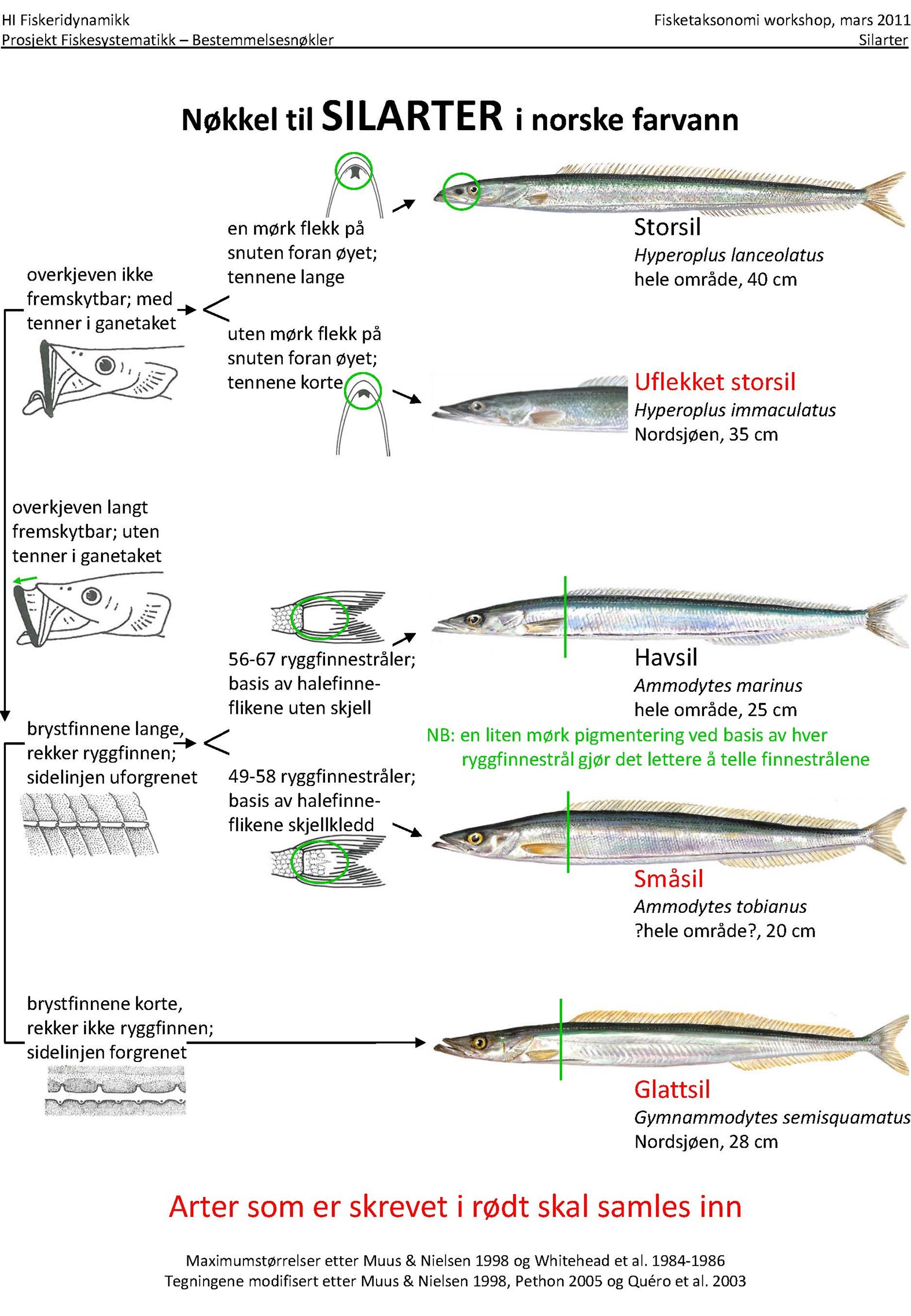 Figur 20. Identifiseringsnøkkel for tobisartene glattsil (Gymnammodytes semisquamatus), havsil (Ammodytes marinus), småsil (Ammodytes tobianus), vanlig sil (Ammodytes tobianus) og uflekket storsil (Gymnammodytes cicerelus).
