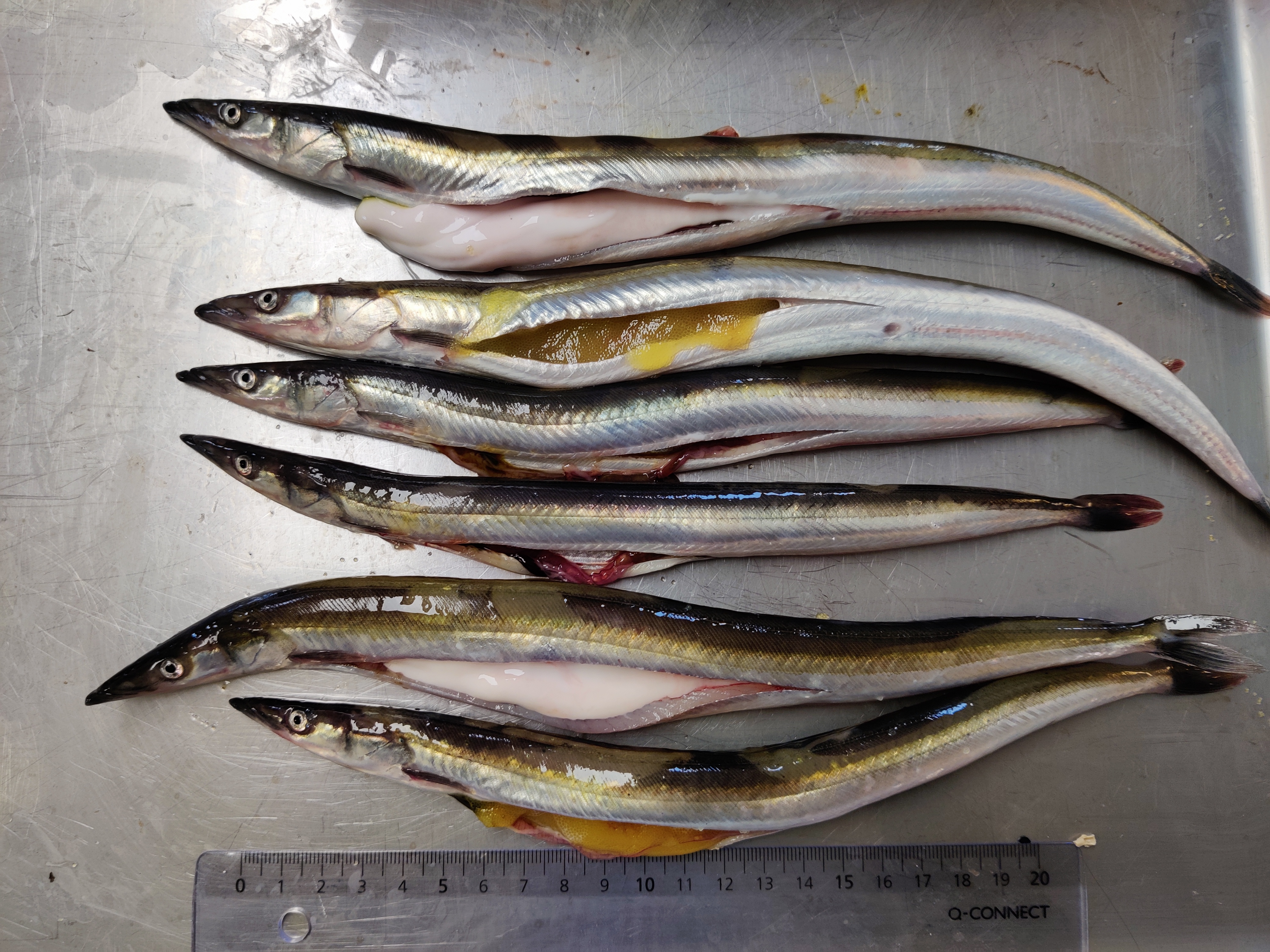 Figur 19. Kjønnsmodning av uflekket storsil (Hyperoplus immaculatus) under toktet i 2024. Foto viser både rennende hannfisk, rennende hunnfisk og utgytt hunnfisk.