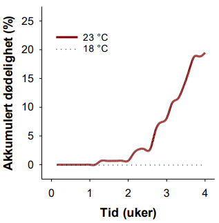 Figur 3.2. Kroniske terskelverdier for høy temperatur hos Atlantisk laks. Den gradvise akkumulerte dødeligheten hos post-smolt laks (0,5 kg) holdt ved 18 °C eller 23 °C i 4 uker (modifisert fra Hvas, Folkedal, et al. (2017)).