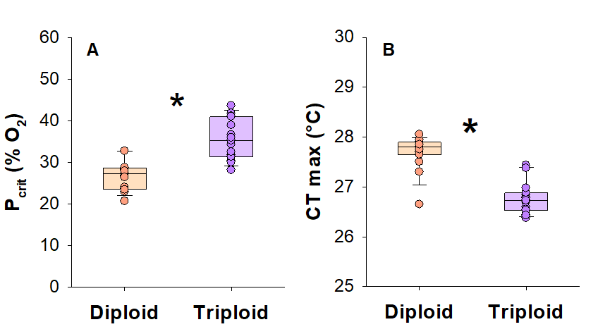 Figur 3.6. Steril triploid laks er mindre klimarobust. Figuren viser kritiske terskler for lave oksygenverdier (kritisk oksygentensjon, Pcrit) (A) og høy temperatur (kritisk termisk maksimum, CT max) (B) hos normal diploid laks og steril triploid laks. Disse terskelverdiene representerer akutte tilstander som fisken ikke kan overleve lenge. Testene ble utført på stor fisk på omtrent 3 kg i saltvann, og stjernen indikerer statistisk forskjell mellom gruppene (modifisert fra Hvas et al., 2026).