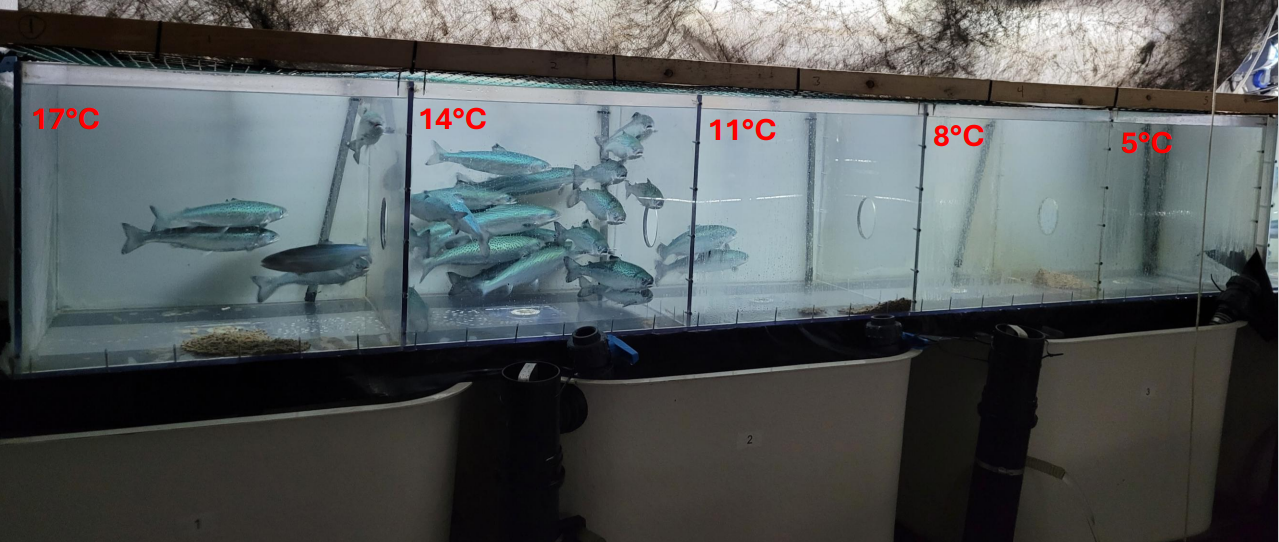 Figur 3.1. Foretrukket temperatur. Post-smolt Atlantisk laks i preferanseakvarier ved Matre forskningsstasjon. Fisken kan frivillig svømme frem og tilbake mellom hvert akvarium, og deretter velge hvor den vil være. Temperaturen i de fem akvariene er indikert på fotoet. Vi ser at de fleste fiskene velger 14 °C, og unngår de laveste temperaturene helt. Fotograf: Malthe Hvas, Havforskningsinstituttet.