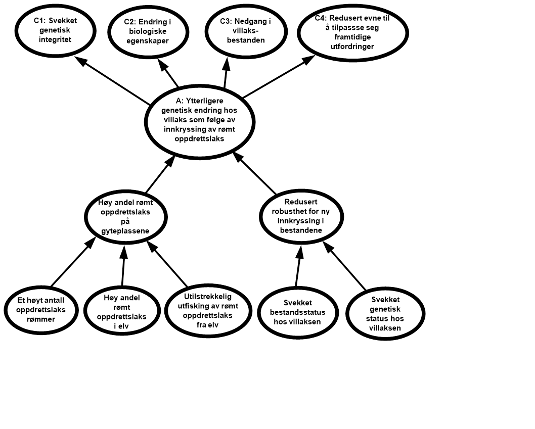 Figur 4.2: Visualisering av risikokilder, hendelser og konsekvenser for «Ytterligere genetisk endring hos villaks som følge av innkryssing av rømt oppdrettslaks». 