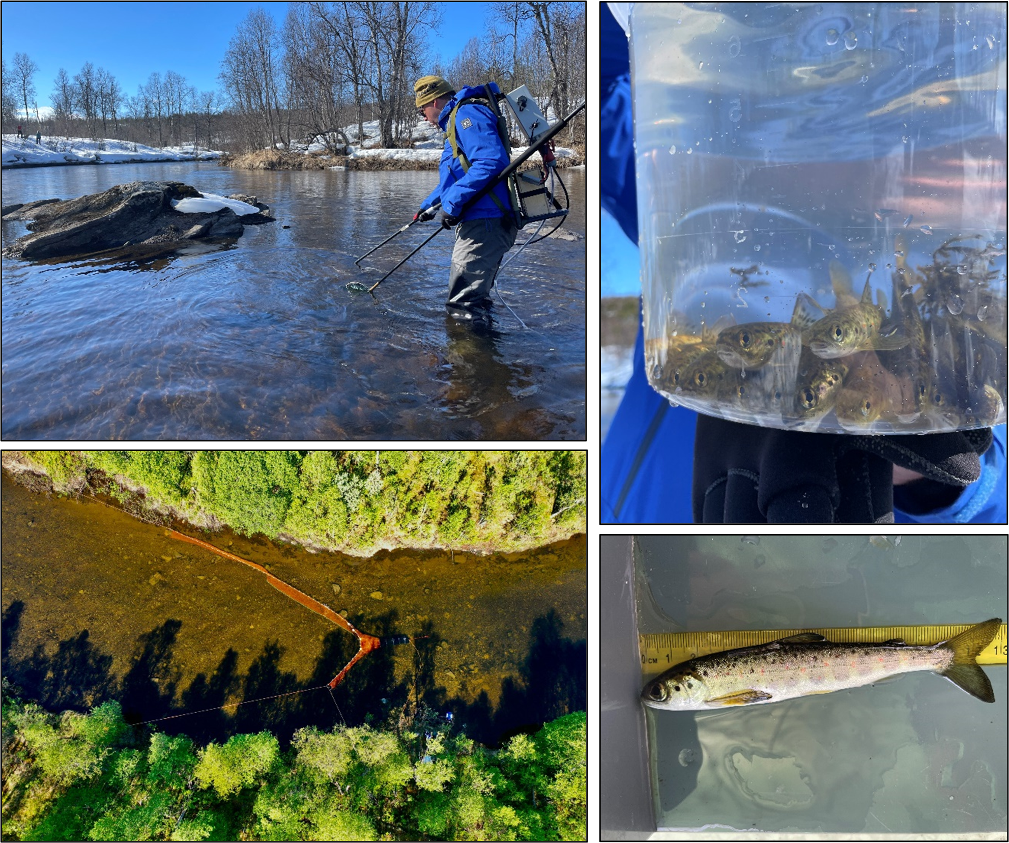 Illustrasjon som viser innsamling og merking av fisk med ulike fangstmetoder og utstyr for sporing.