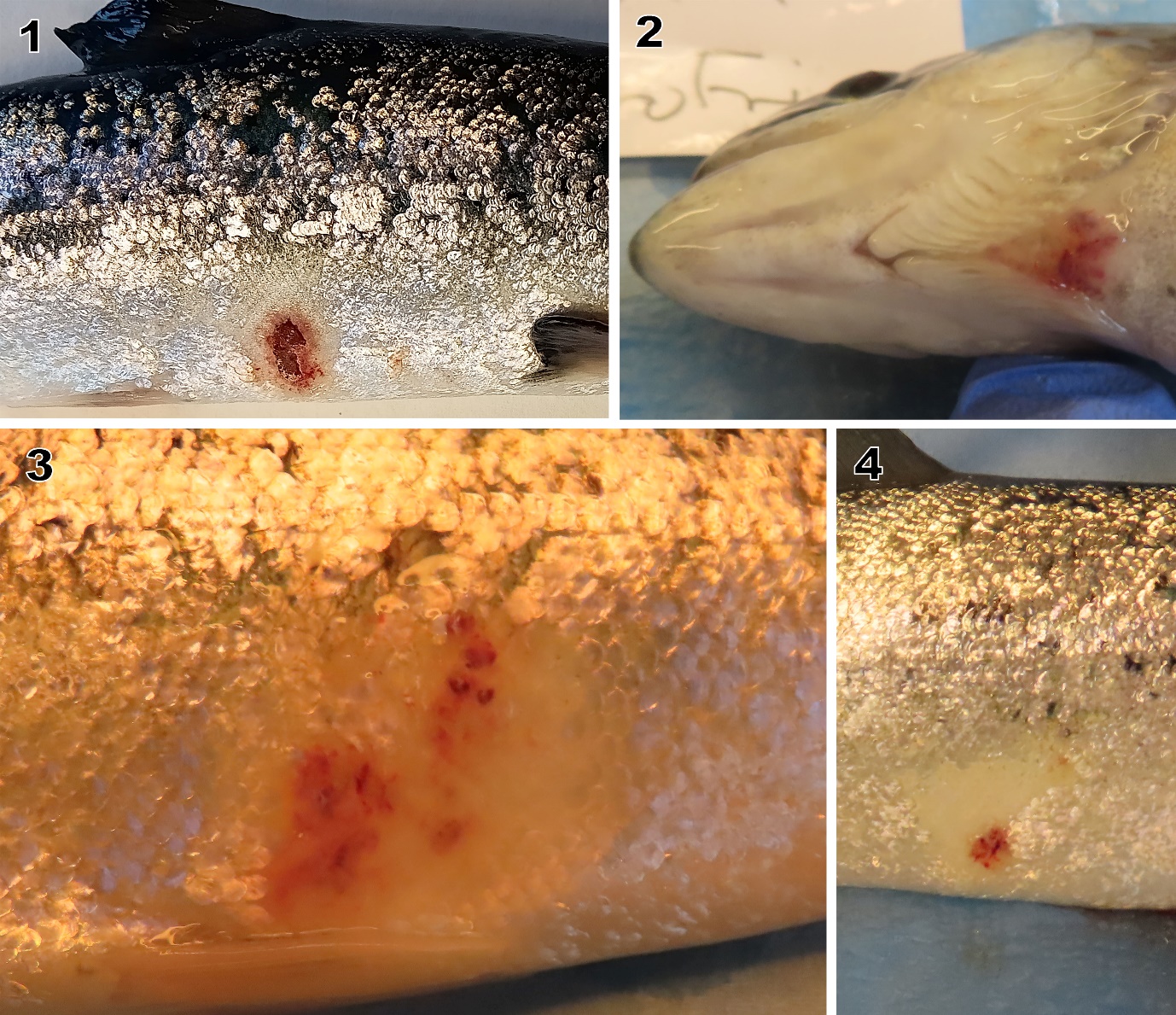 Sår hos laks som inneholdt Spironucleus, alle fra badsmitta fisk, augustuttaket (uke 9). 1, dypt sår på siden som inneholdt mye flagellater. 2, relativt overfladisk strupesår som inneholdt parasitter. 3, overfladisk lesjon som inneholdt flagellater. 4, overfladisk lesjon på motsatt side (samme fisk som i 9-3), som ikke inneholdt parasitter.