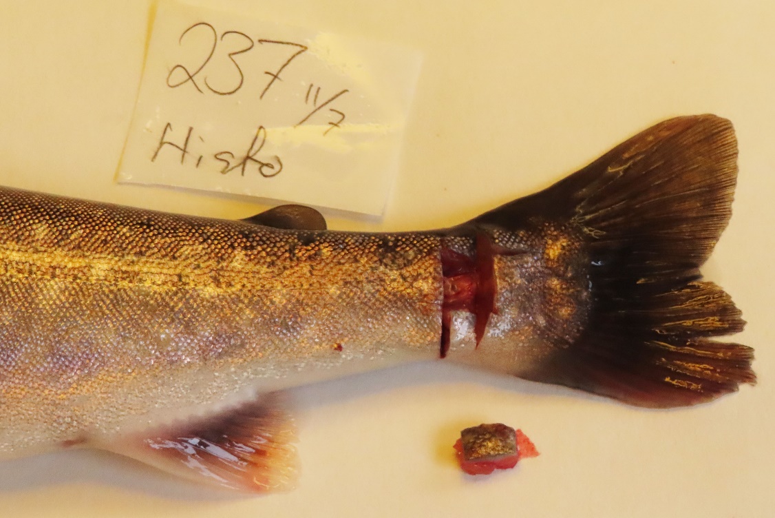 Vevsprøve tatt fra halerot-regionen, biten vist er for histologi. Et tynt «flak» på tvers ble tatt til  qPCR analyse («M»).