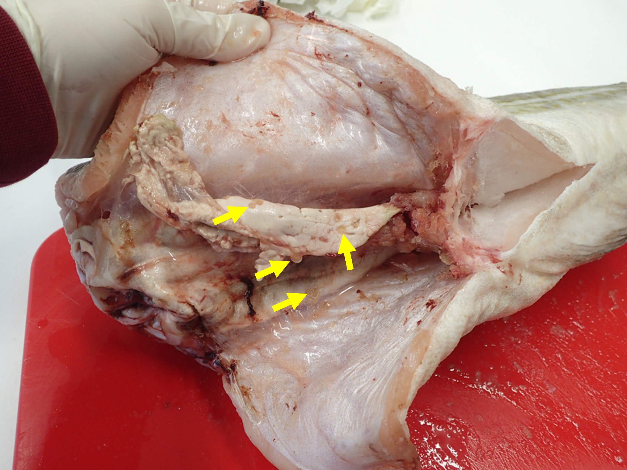 Figure 2. Photograph of an eviscerated Atlantic cod (Gadus morhua) showing several clearly visible Anisakis sp. larvae in liver remnants (yellow arrows).