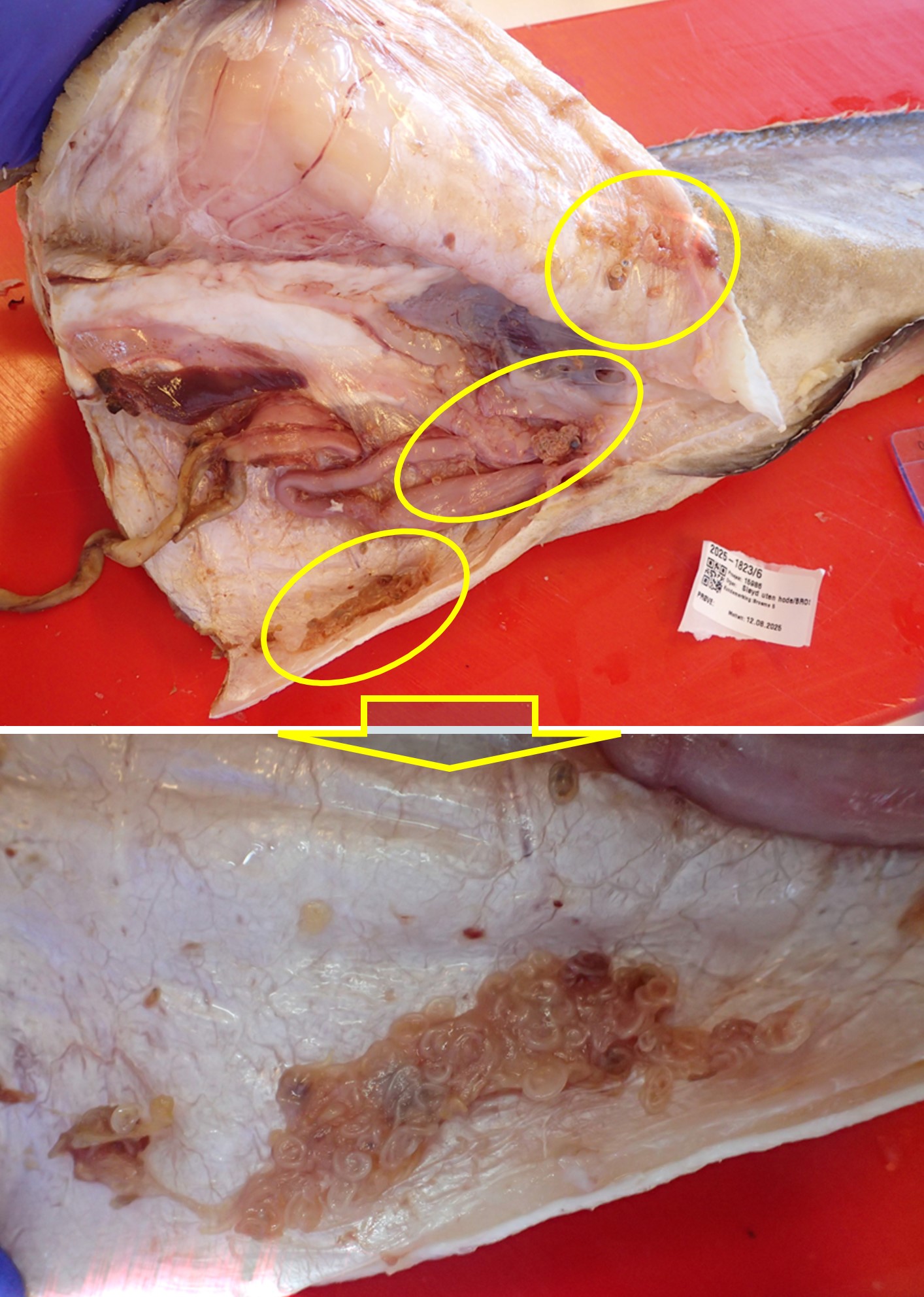 Figure 3. Photographs of an eviscerated tusk (Brosme brosme) showing numerous clearly visible Anisakis sp. larvae in viscera remnants.