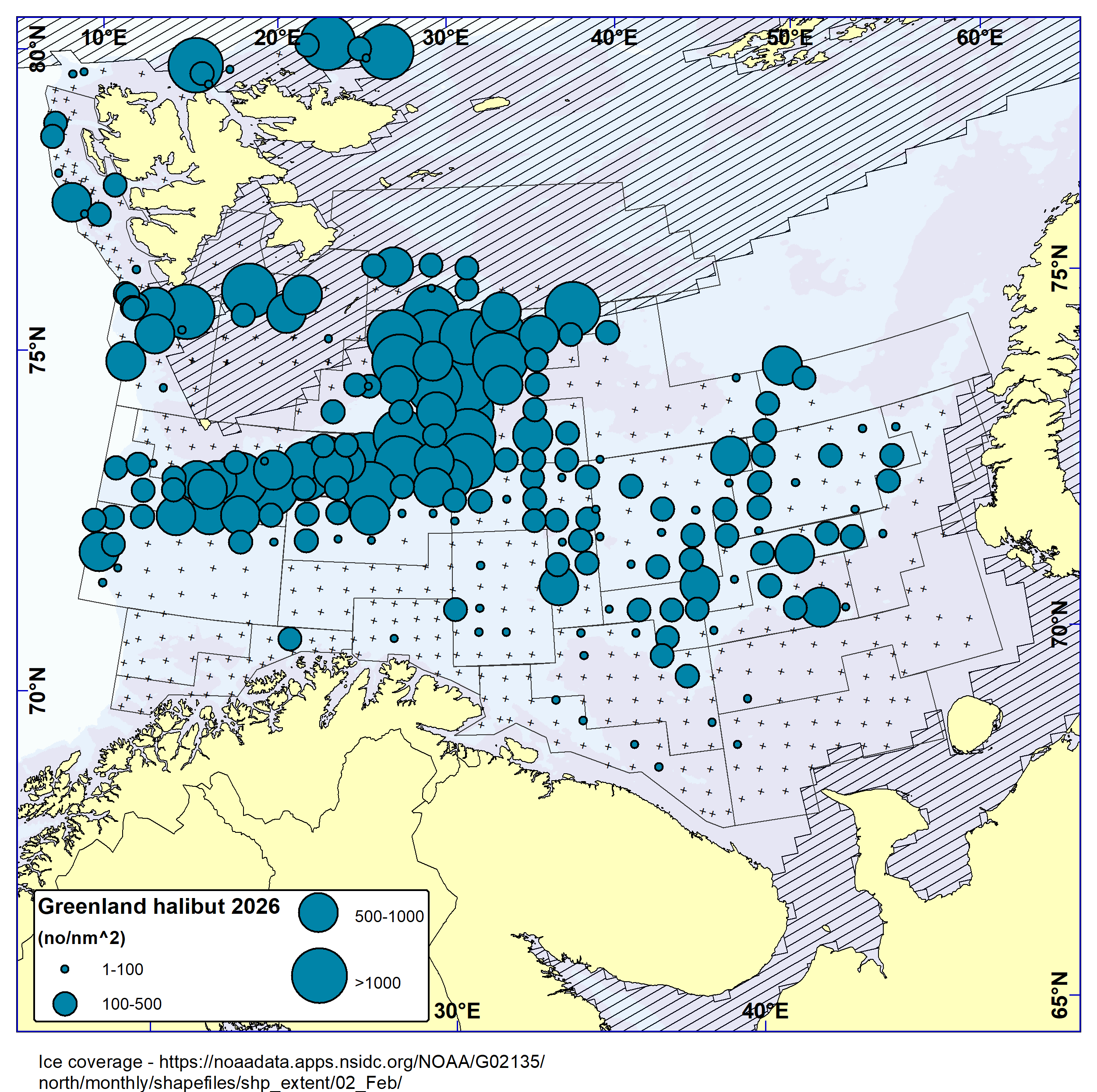 Distribution of Greenland halibut based on bottom trawl catches in 2026. Highest densities were found in the northern-central parts of the survey area, particularly in the west but the species was also caught further east. This species is found also in ice-covered areas.