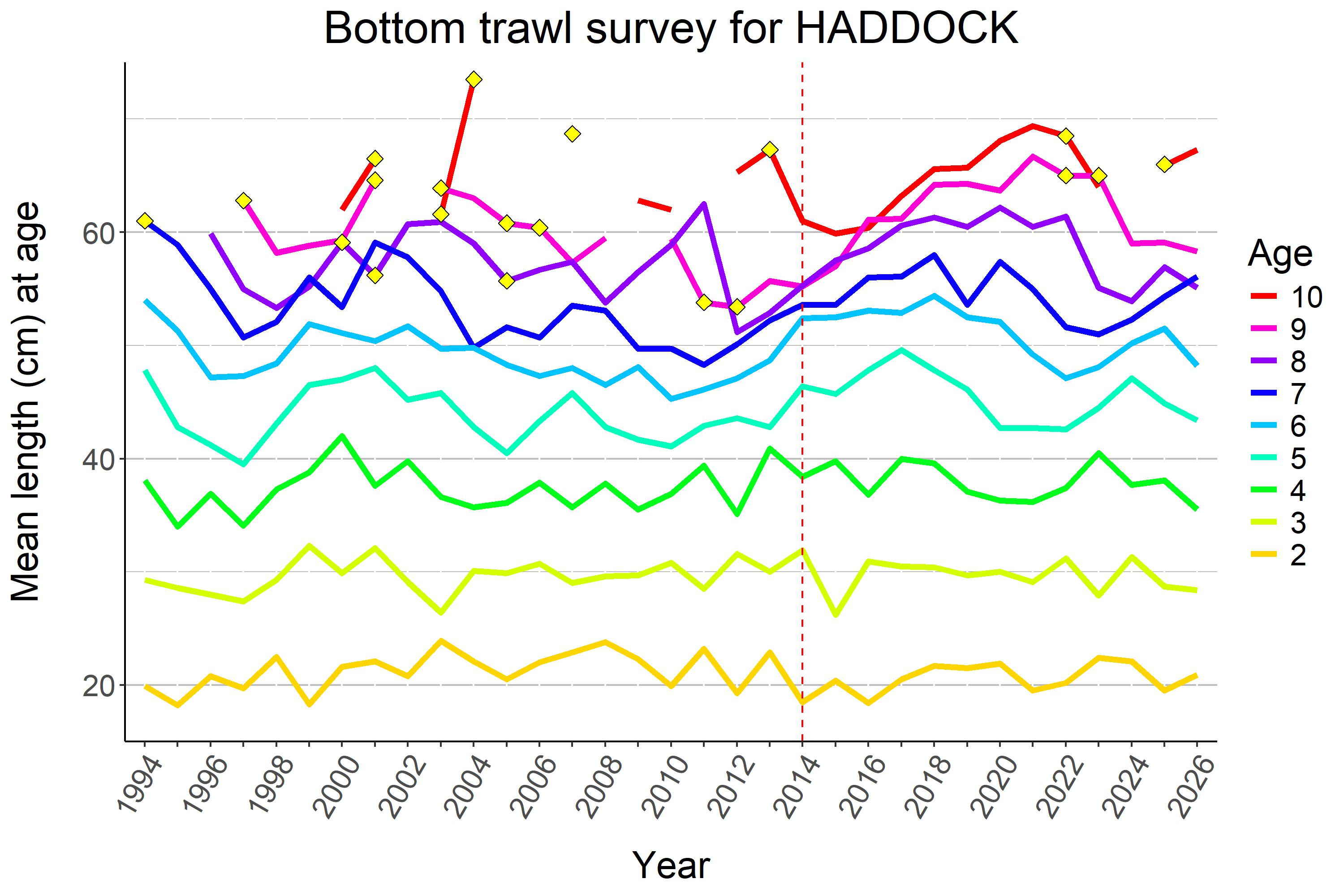 mean length at age for haddock shown as lines for each age over time. Length went up for age 7 compared to 2025 and down for ages 4-6.