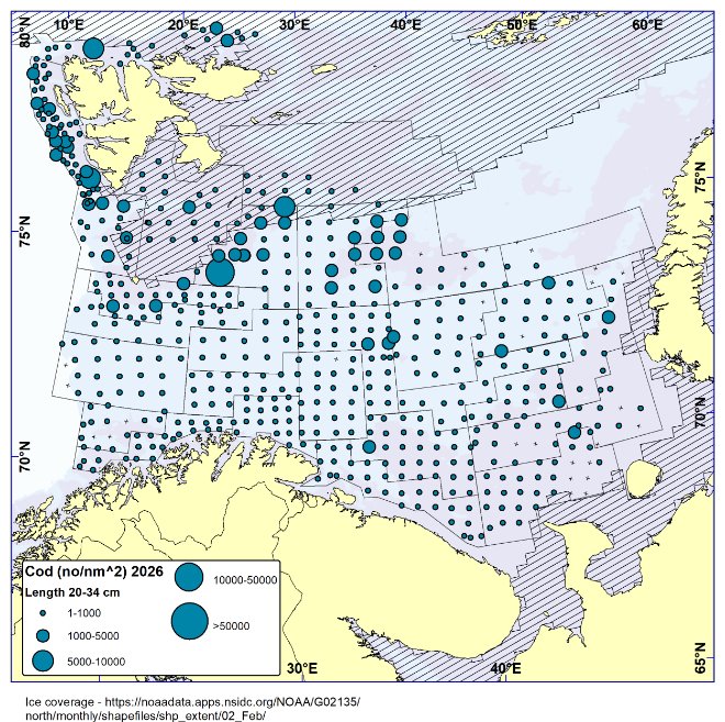 Figure 3.5. Northeast Arctic cod. Catches of cod at length less than 35 cm (no/nm 2 ) during the Joint Barents Sea winter survey in 2025 and 2026 .