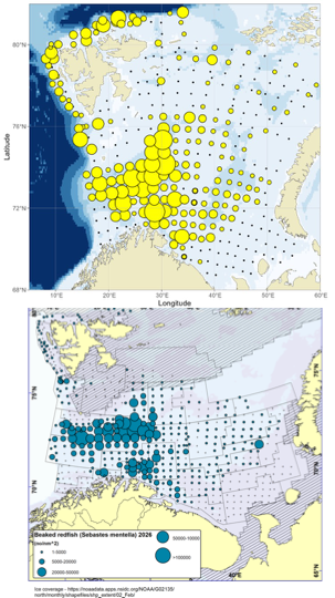 Figure 6.12. S. mentella in subareas 1 and 2. Abundance indices for individual trawl stations during the ecosystem survey in autumn 2025 (top) and winter survey 2026 (bottom).