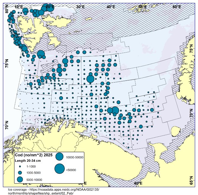 Figure 3.5. Northeast Arctic cod. Catches of cod at length less than 35 cm (no/nm 2 ) during the Joint Barents Sea winter survey in 2025 and 2026 .