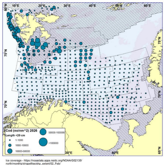 Figure 3.5. Northeast Arctic cod. Catches of cod at length less than 35 cm (no/nm 2 ) during the Joint Barents Sea winter survey in 2025 and 2026 .