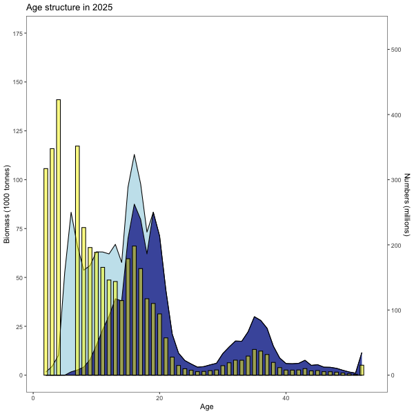 Figure 6.20. S. mentella in subareas 1 and 2. Modelled distribution of numbers (yellow bars right y-axis) biomass (light blue left y-axis) and spawning-stock biomass (dark blue left y-axis) at age 2–45+ in 2025.