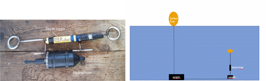 Figure 8. Left: the SoundTrap ST300HF hydrophone mounted with a depth logger. Right: the rigging of the sound trap hydrophones for 2023-2025.
