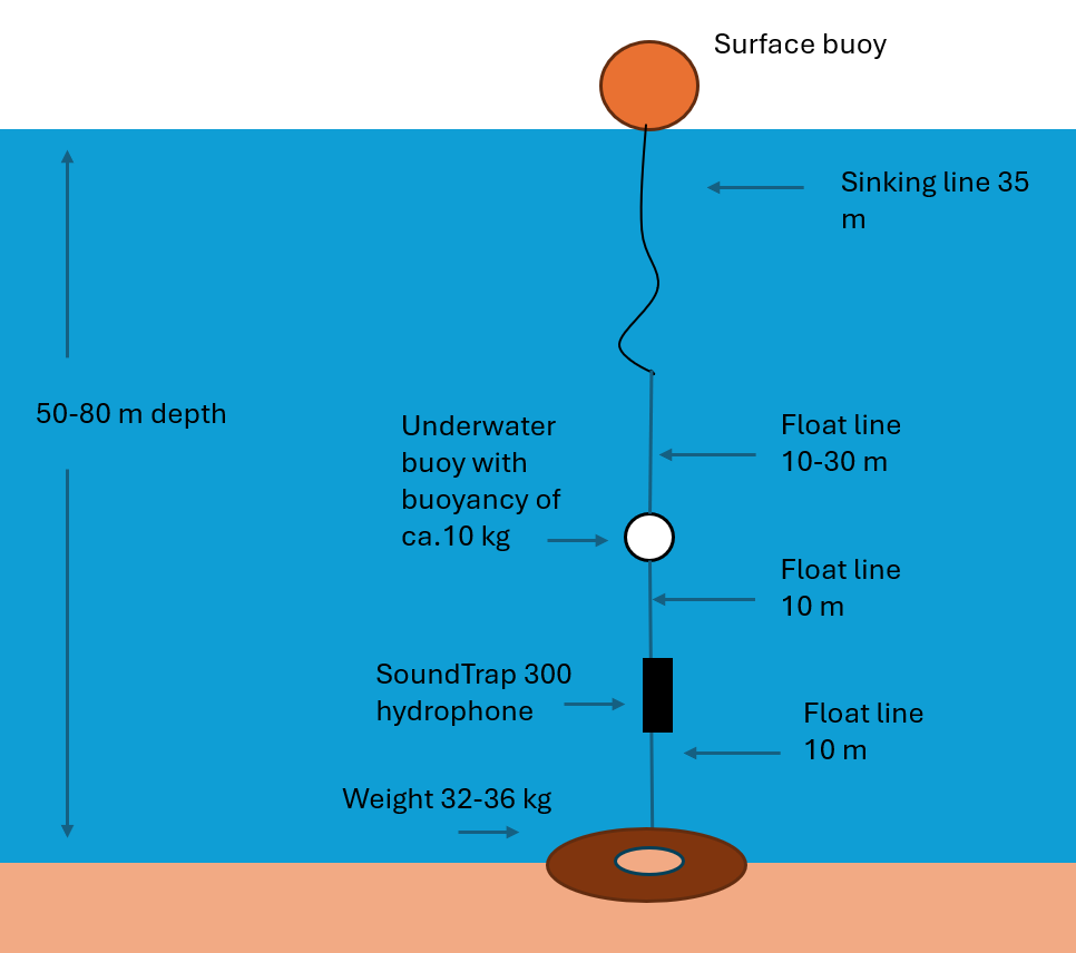 Figure 9. The rigging of the SoundTrap hydrophones for 2026. An underwater buoy is used to keep the hydrophone rope stretched. Due to tidal variations a sinking line with some slack is used between the underwater buoy and surface buoy so local boat traffic will not get floating rope in the propeller