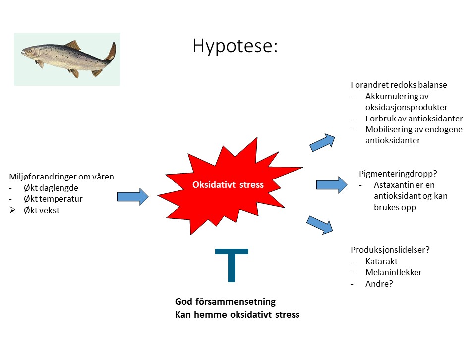 Figur 1 Hypotese_redoxbiologi i oppdrettslaks.jpg