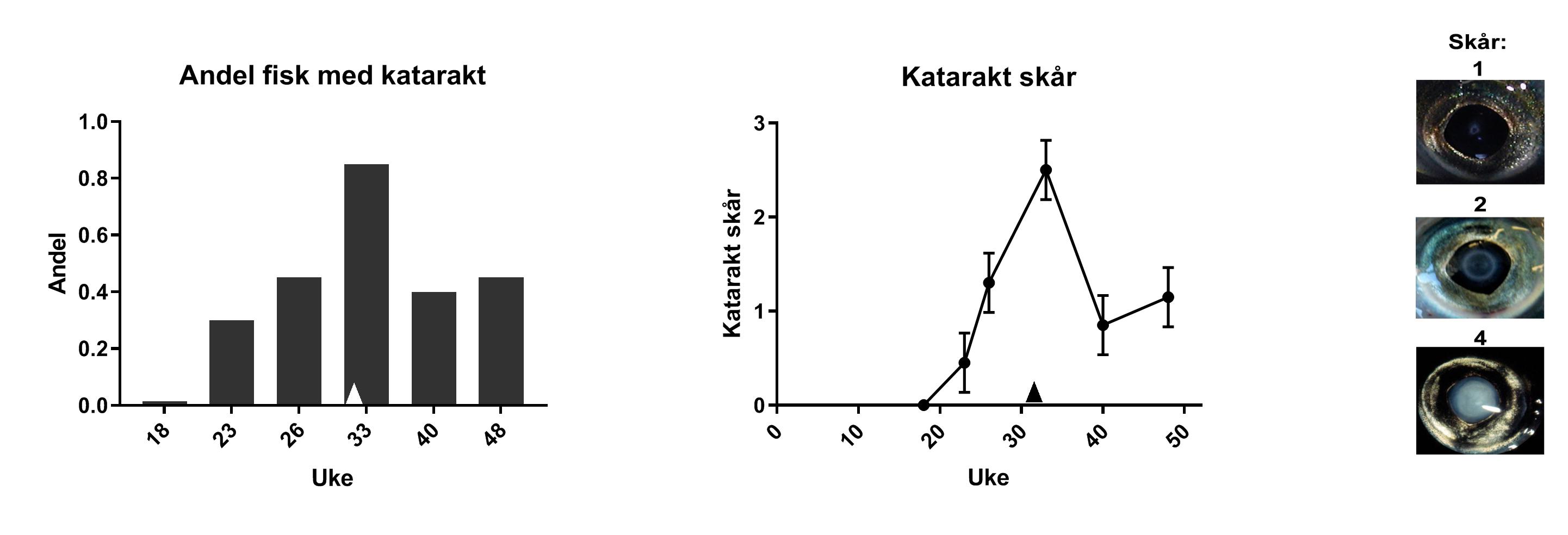 Figur 11 Katarakt.jpg