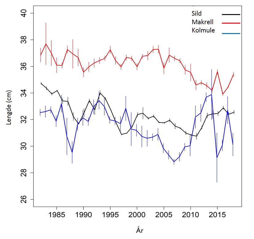 Lengden på sild, makrell og kolmule ser ut til å ha blitt kortere fra 1985 til 2020.