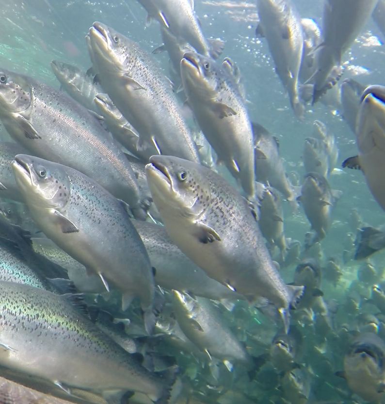 
Salmon swimming 2 by Frode Oppedal