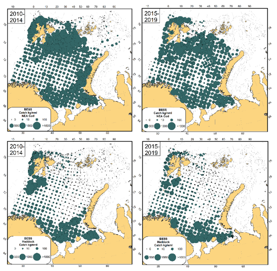 Figur 2.5. Utbredelse av torsk (oppe) og hyse (nede) fra økotokt i august-september for to perioder 2010-2014 og 2015-2019. Størrelsen på sirkler indikerer størrelsen på fangster (kg per nautisk mil). Figuren er tatt fra ICES (2020).