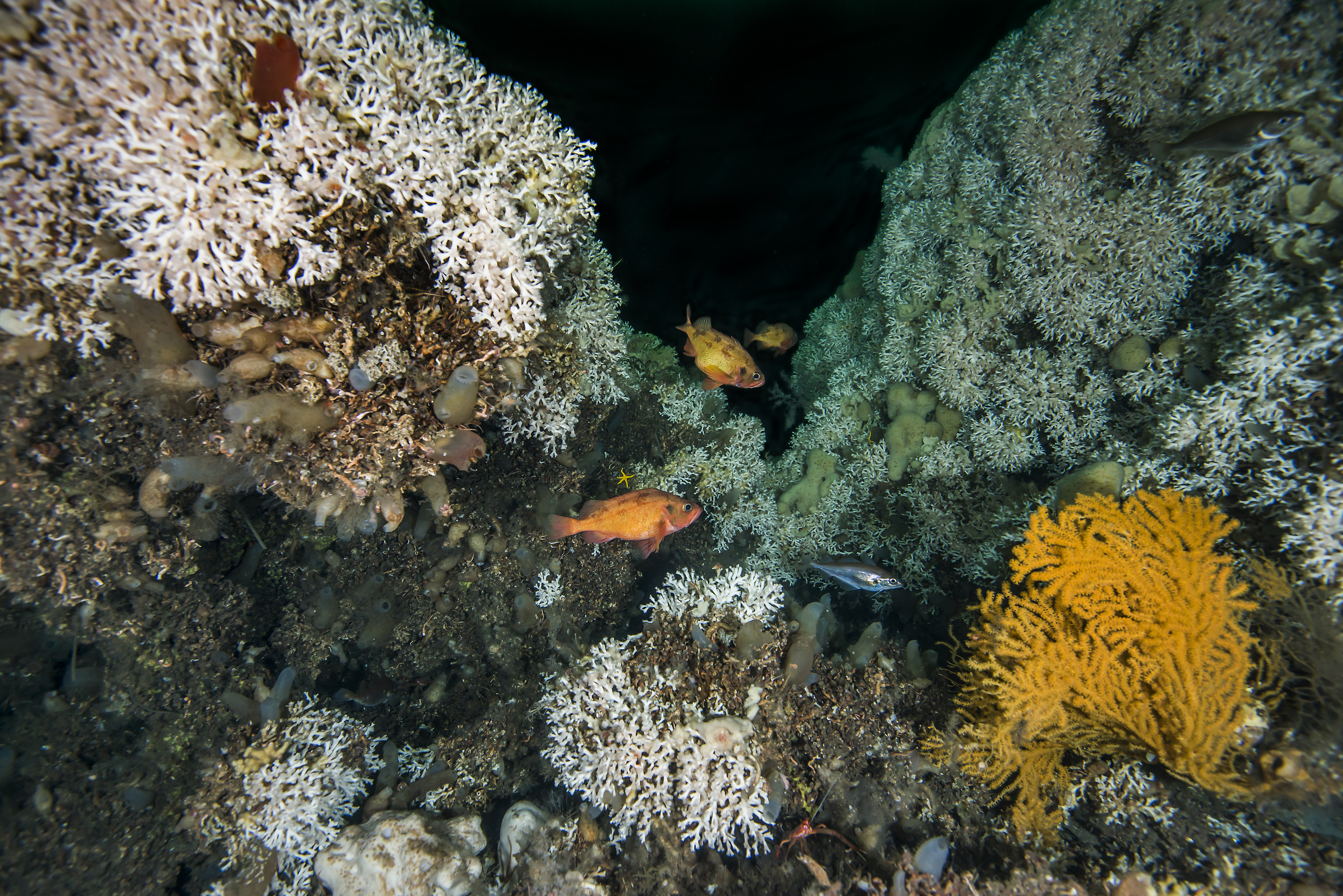 Lophelia pertusa 2013_3.jpg